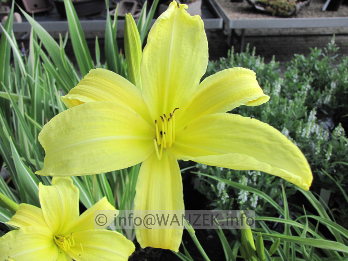 Hemerocallis Hyperion - hoch gelb duftend.JPG